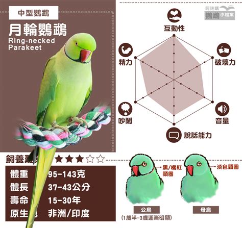 月輪鸚鵡飼養方法|鸚鵡鳥飼養及訓練方法12要點